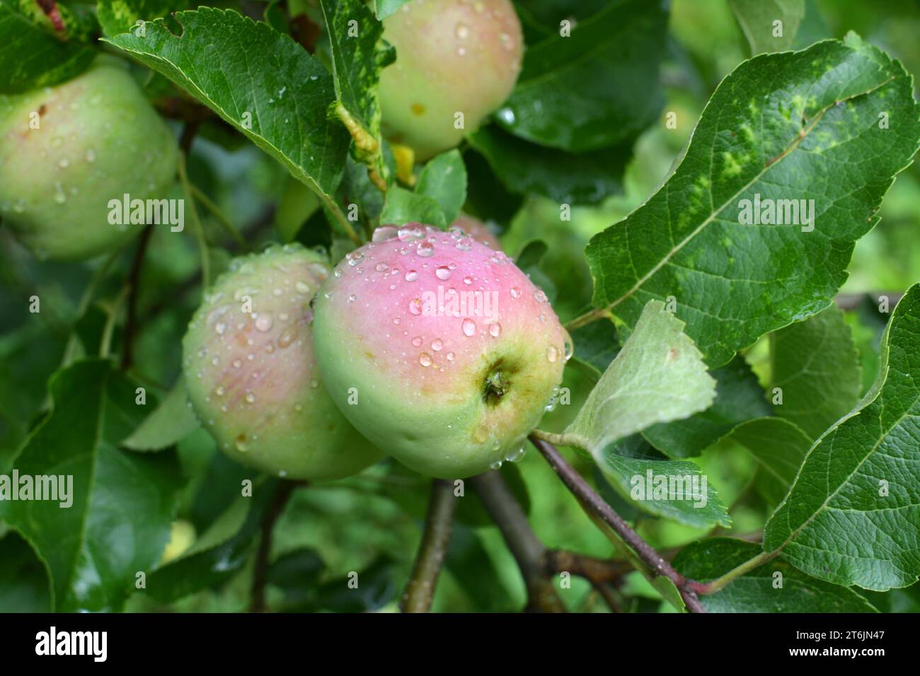 Im Obstgarten reifen Äpfel auf dem Ast Stockfoto
