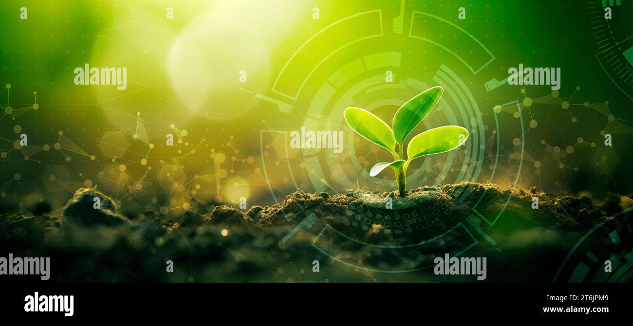 Young Sprout Agricultural Technologies, Scientific Research Banner, Organischer Digitaler Hintergrund. Kopierbereich Stockfoto