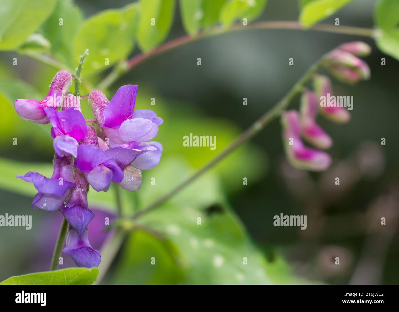 Close Up American Vetch (Vicia americana) Wildblumenblüten in violetter Farbe, die im Chippewa National Forest im Norden von Minnesota, USA, wachsen Stockfoto