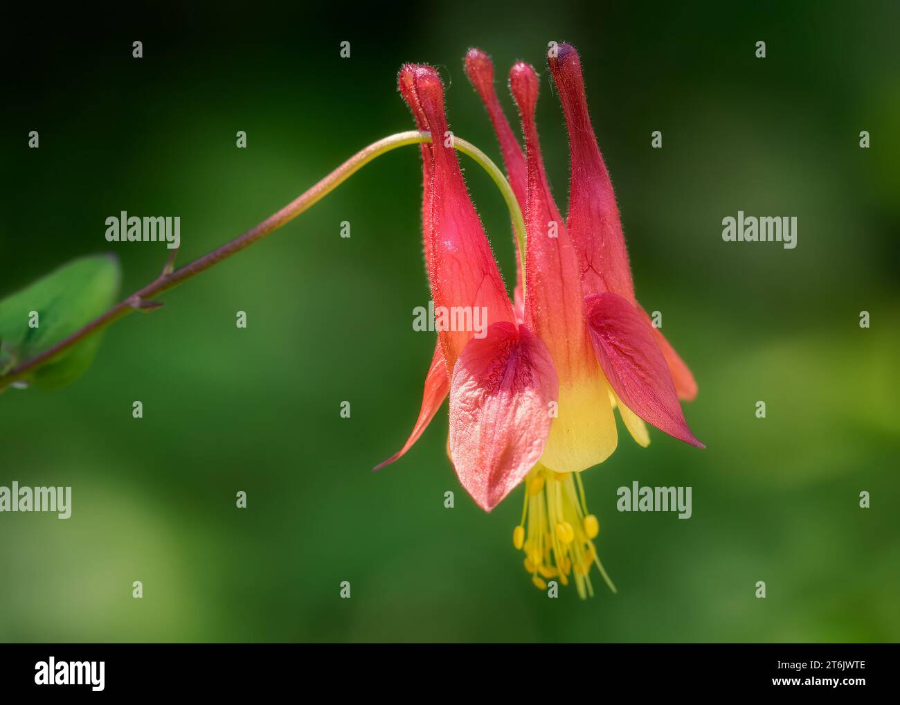 Nahaufnahme der wilden Roten Kolumbine (Aquilegia canadensis) Wildblumenblüte, die im Chippewa National Forest im Norden von Minnesota, USA, wächst Stockfoto