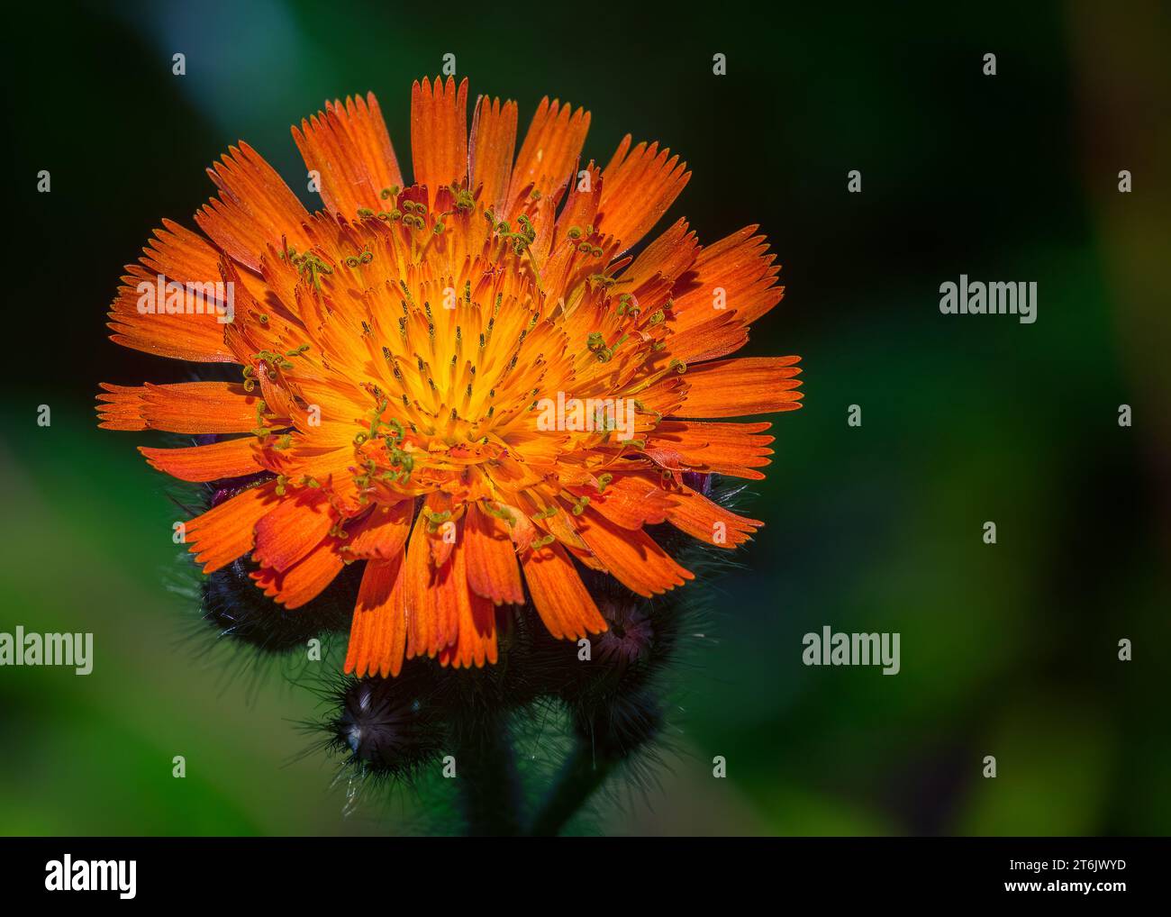 Close up Hawkweed, Hawk Weed (Hieracium) Wildblumen-Orangenblüte, die im Chippewa National Forest im Norden von Minnesota, USA, wächst Stockfoto