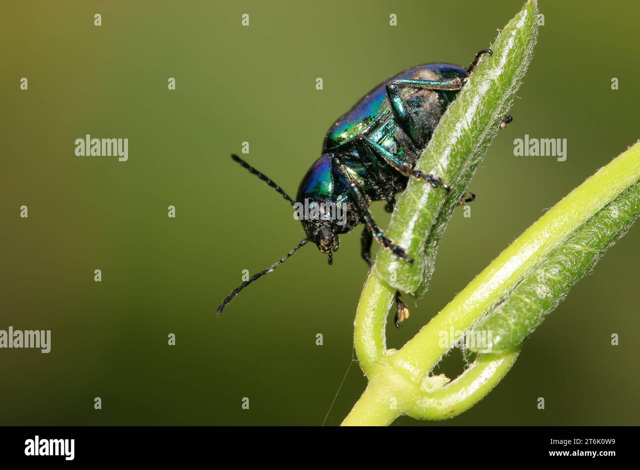 Eine Art Insekten namens Käfer, auf grünem Blatt in der Wildnis, nordchina Stockfoto