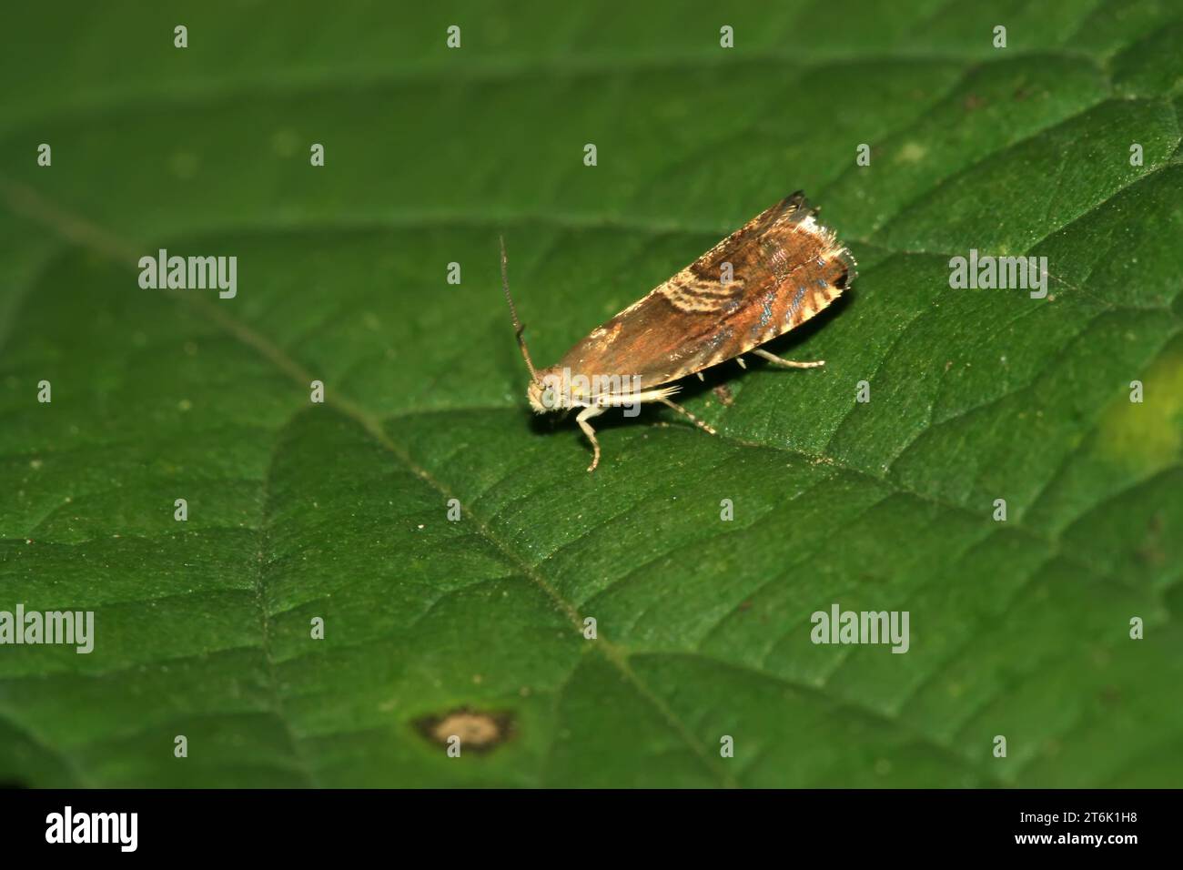 Eine Art Motten-Insekten Stockfoto