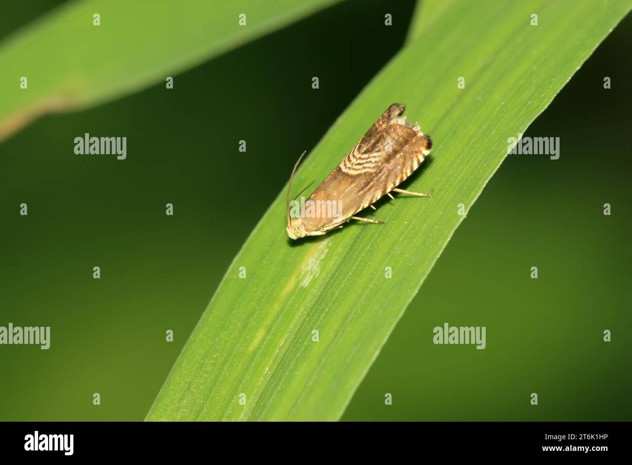 Eine Art Motten-Insekten Stockfoto
