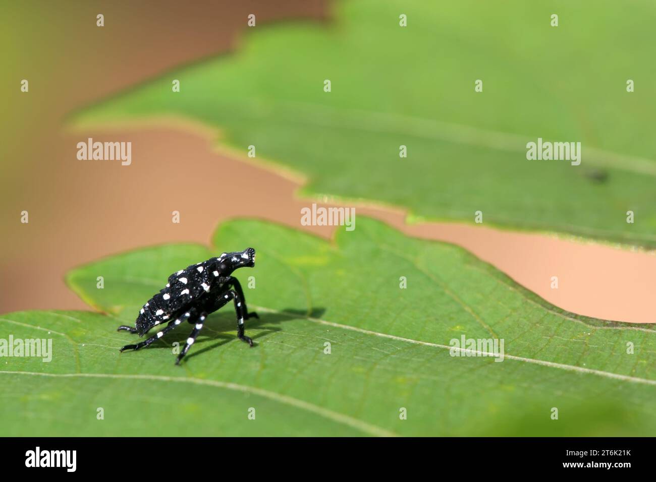 Nahaufnahme von Fulgoroidea-Insekten auf dem grünen Blatt, Fotos in der wilden Natur, kann als Exemplar der entomologischen Forschung dienen, Tangshan CIT Stockfoto