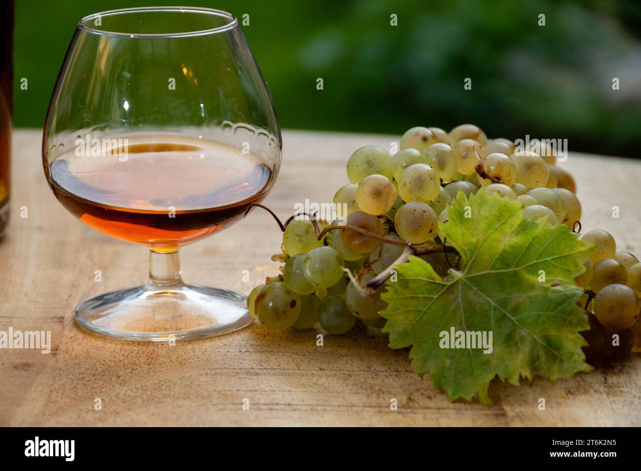 Outdoor-Verkostung von Cognac starken Alkoholgetränk in Cognac Region, Charente mit einem Haufen Reifen ugni blanc Trauben auf Hintergrund verwendet für Spirituosen Destilla Stockfoto