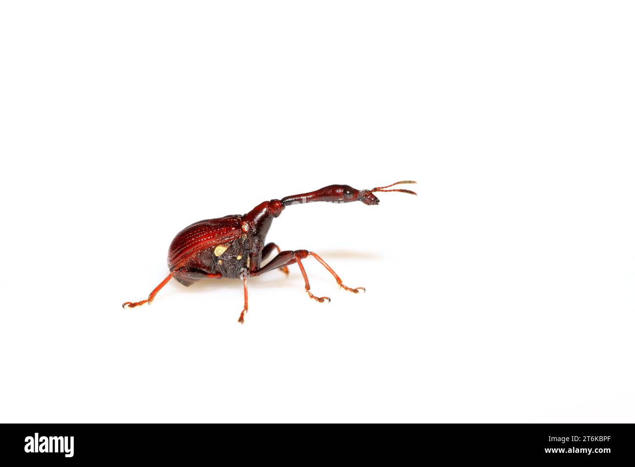 Eine Insekte hat einen sehr langen Hals in nordchina Stockfoto