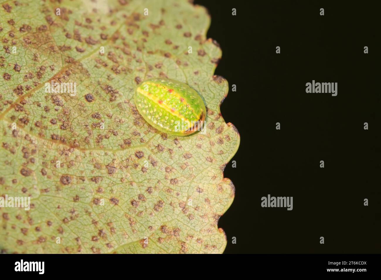 Seltsame Insekten auf dem Blatt in der Wildnis Stockfoto