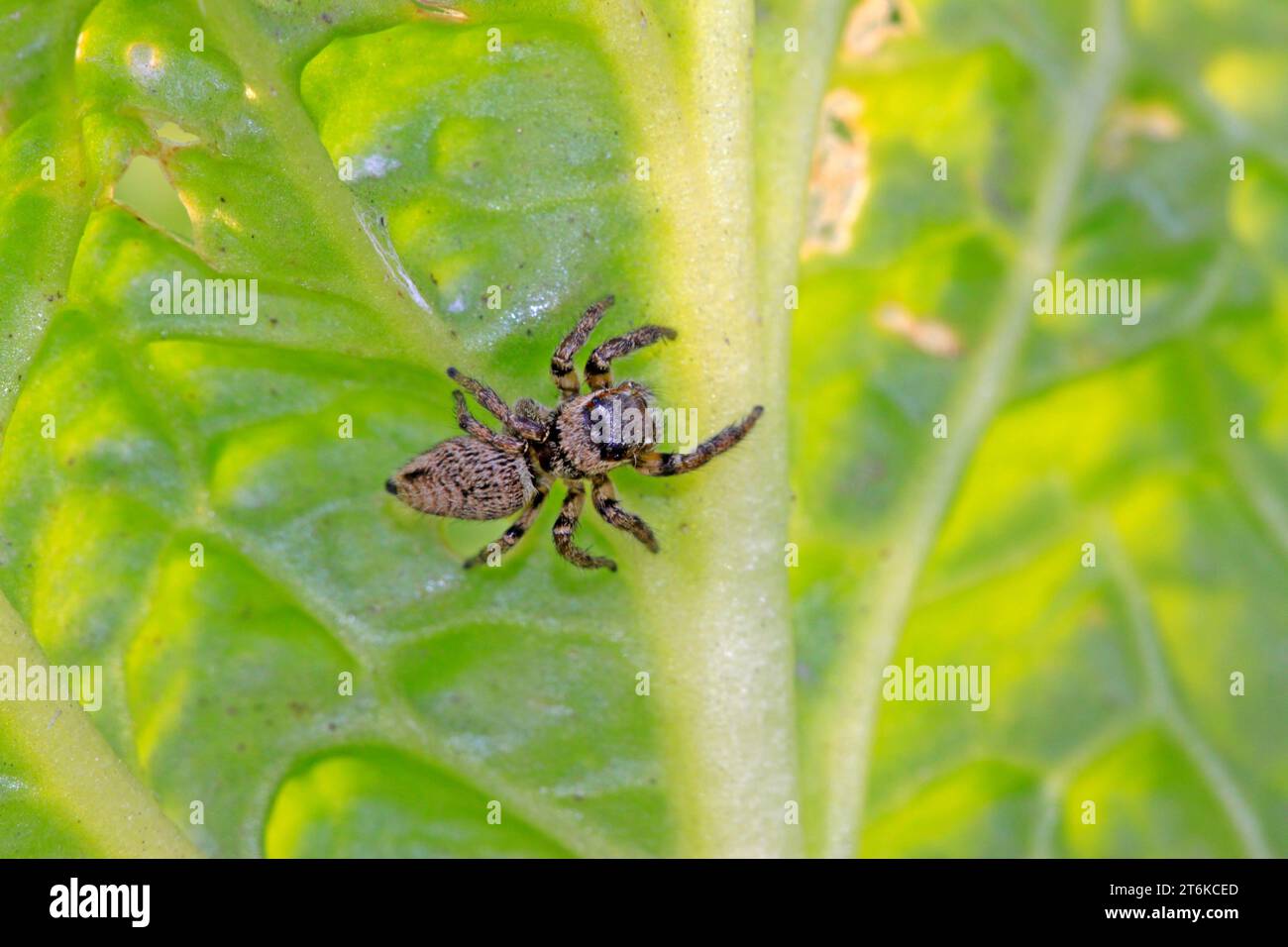 Eine Spinne lauert auf den Blättern Stockfoto
