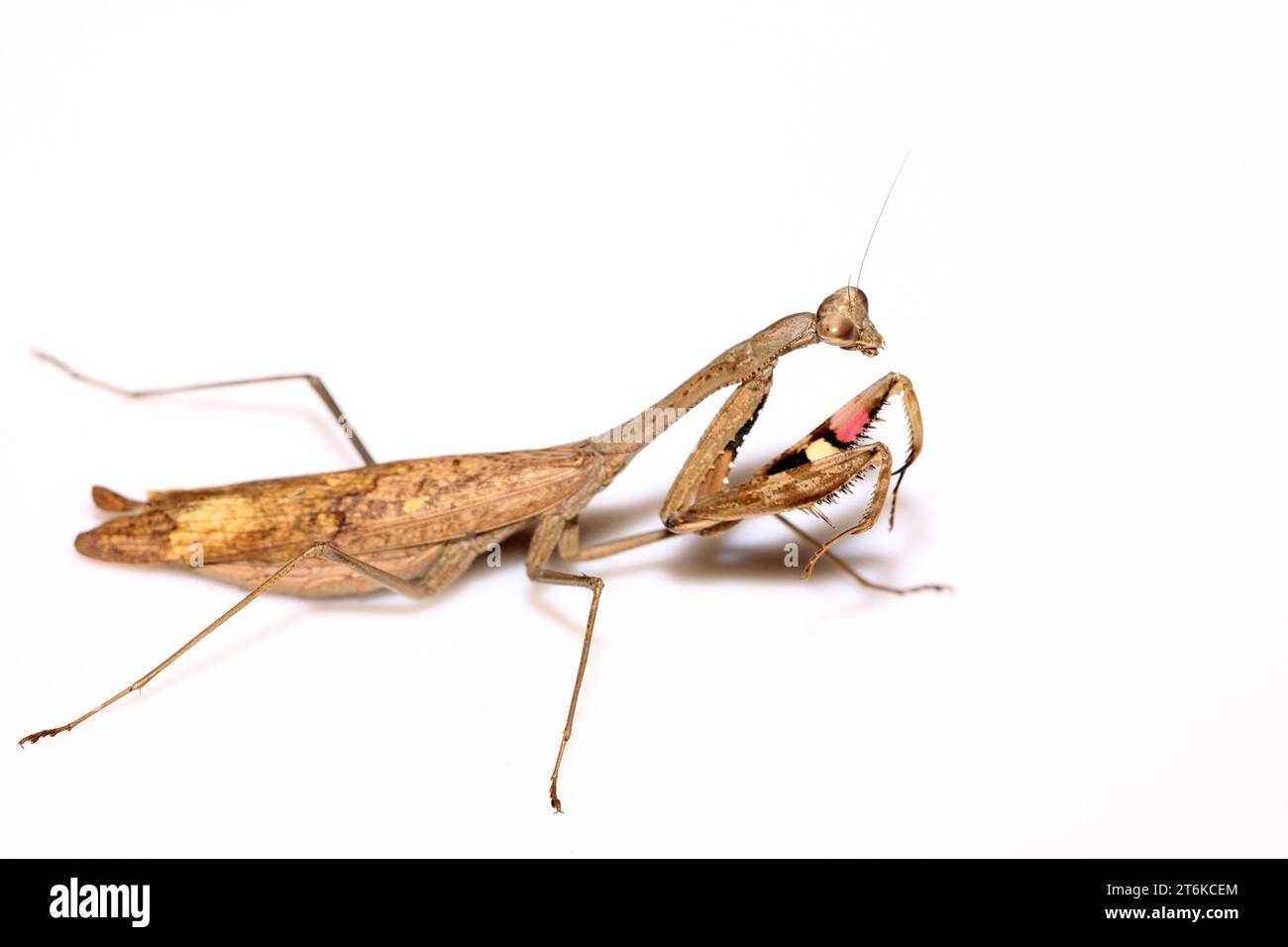 Nahaufnahme einer Mantis, ihre Pfoten haben farbige Streifen Stockfoto
