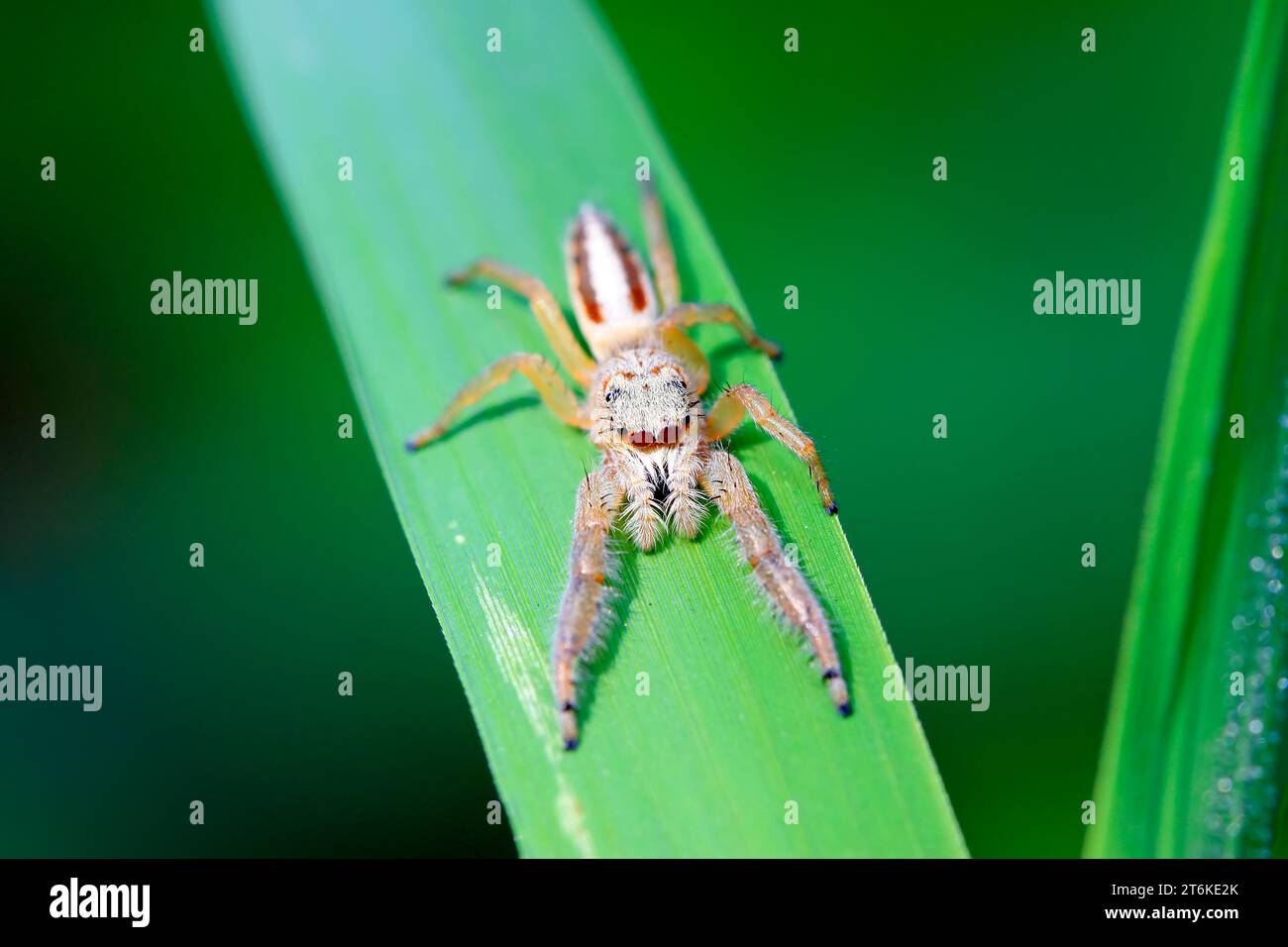 eine Art Tier namens spider Stockfoto