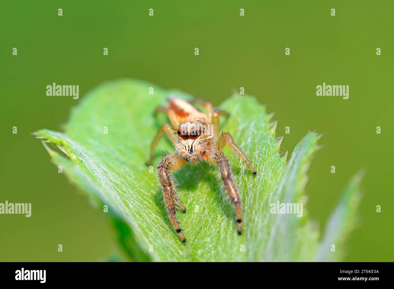 eine Art Tier namens spider Stockfoto