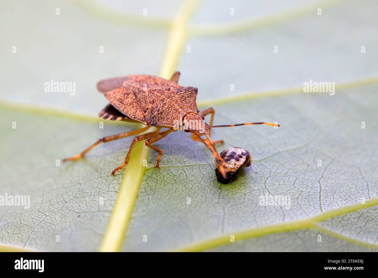 Stinkkäfer jagen Insekten auf grünem Blatt im wilden Naturzustand Stockfoto