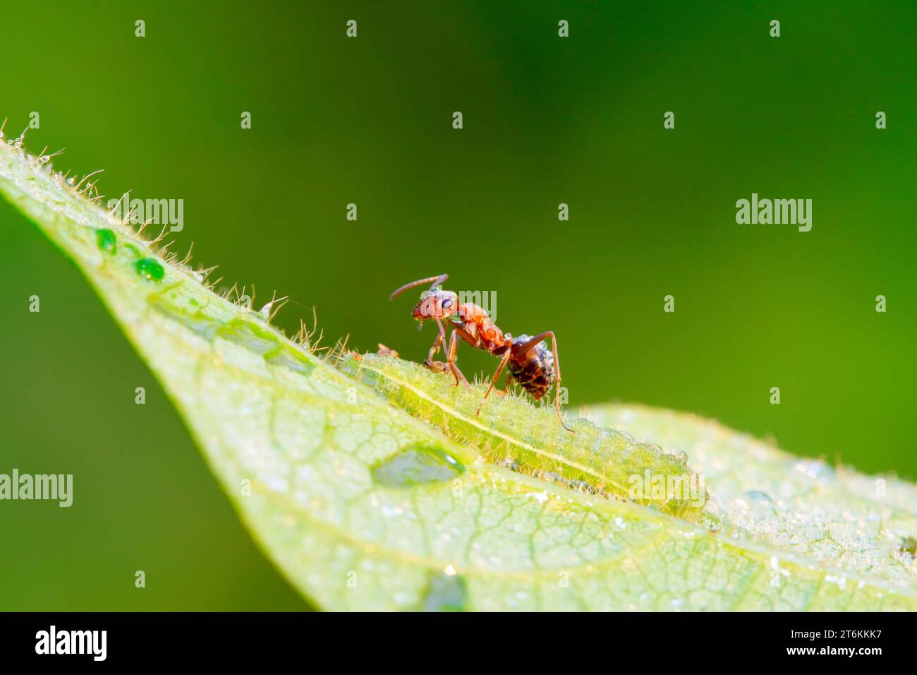 Mercerisierte Waldameisen und grüne Wurm in freier Wildbahn Stockfoto