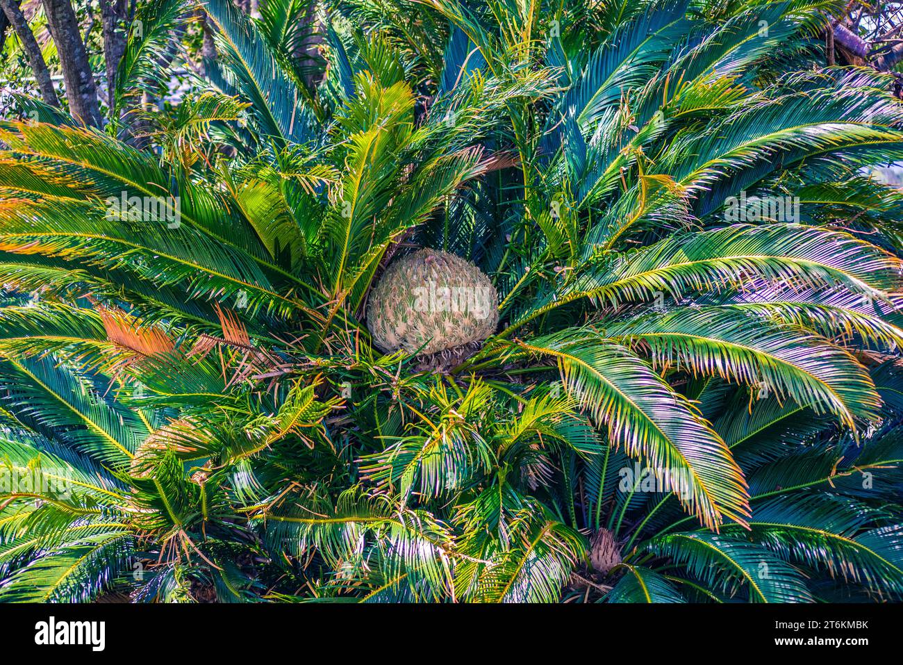 Japanische Sago-Palme (Cycas revoluta) Blüte Stockfoto