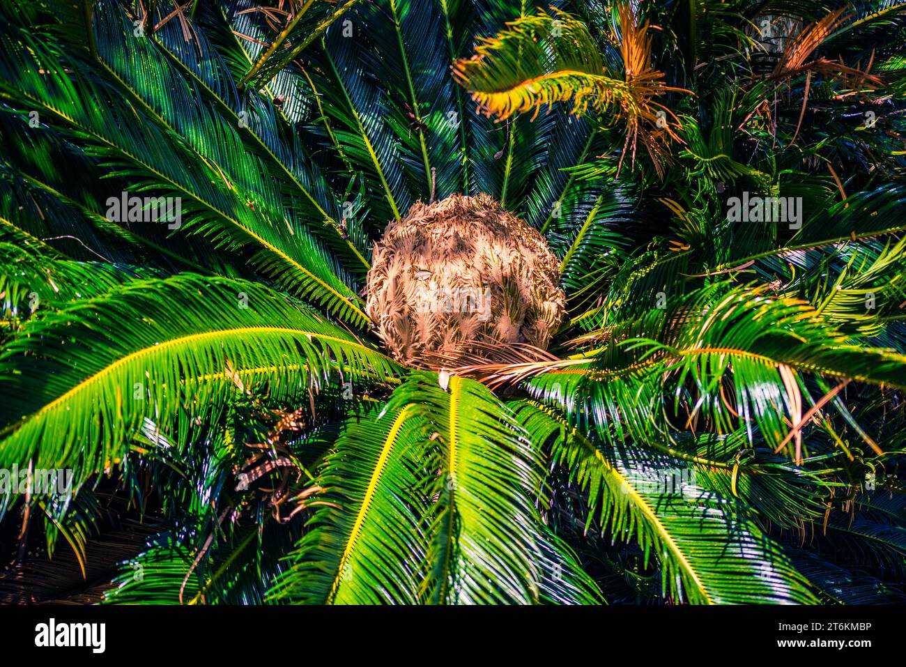 Japanische Sago-Palme (Cycas revoluta) Blüte Stockfoto