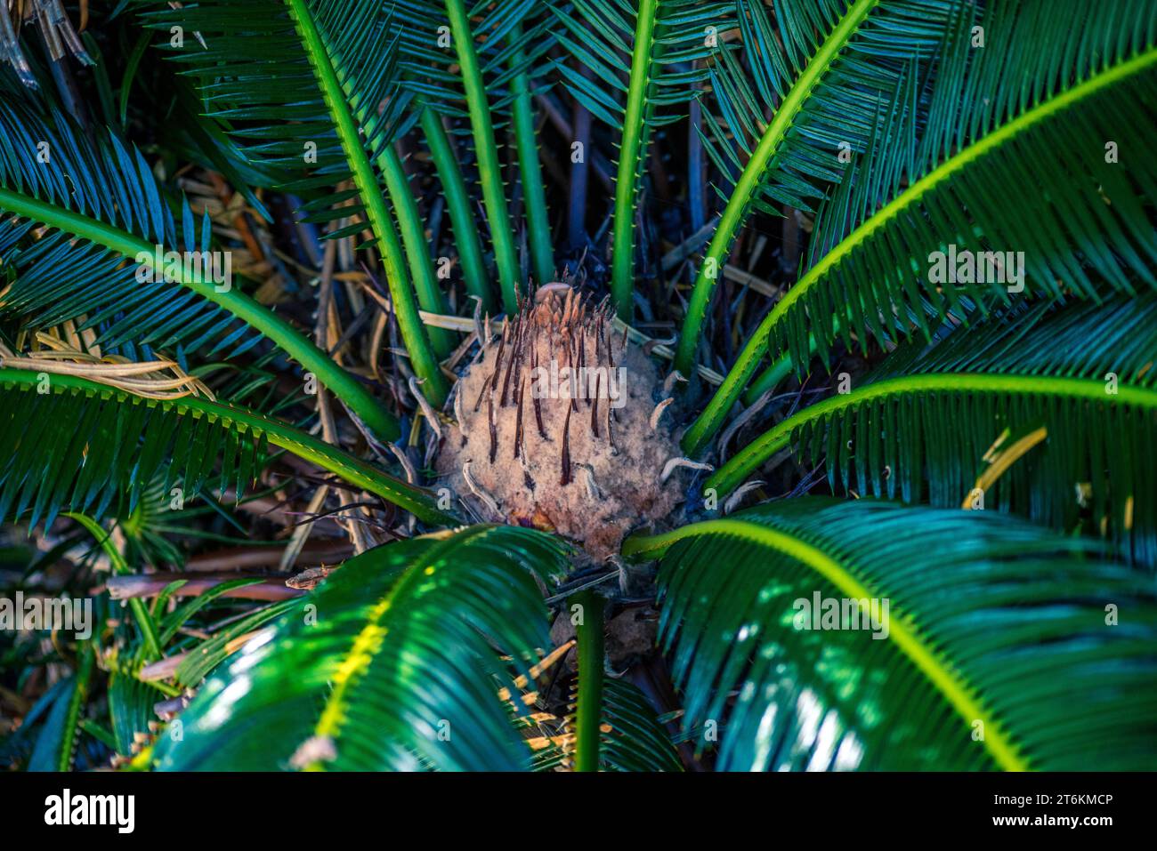 Japanische Sago-Palme (Cycas revoluta) Blüte Stockfoto