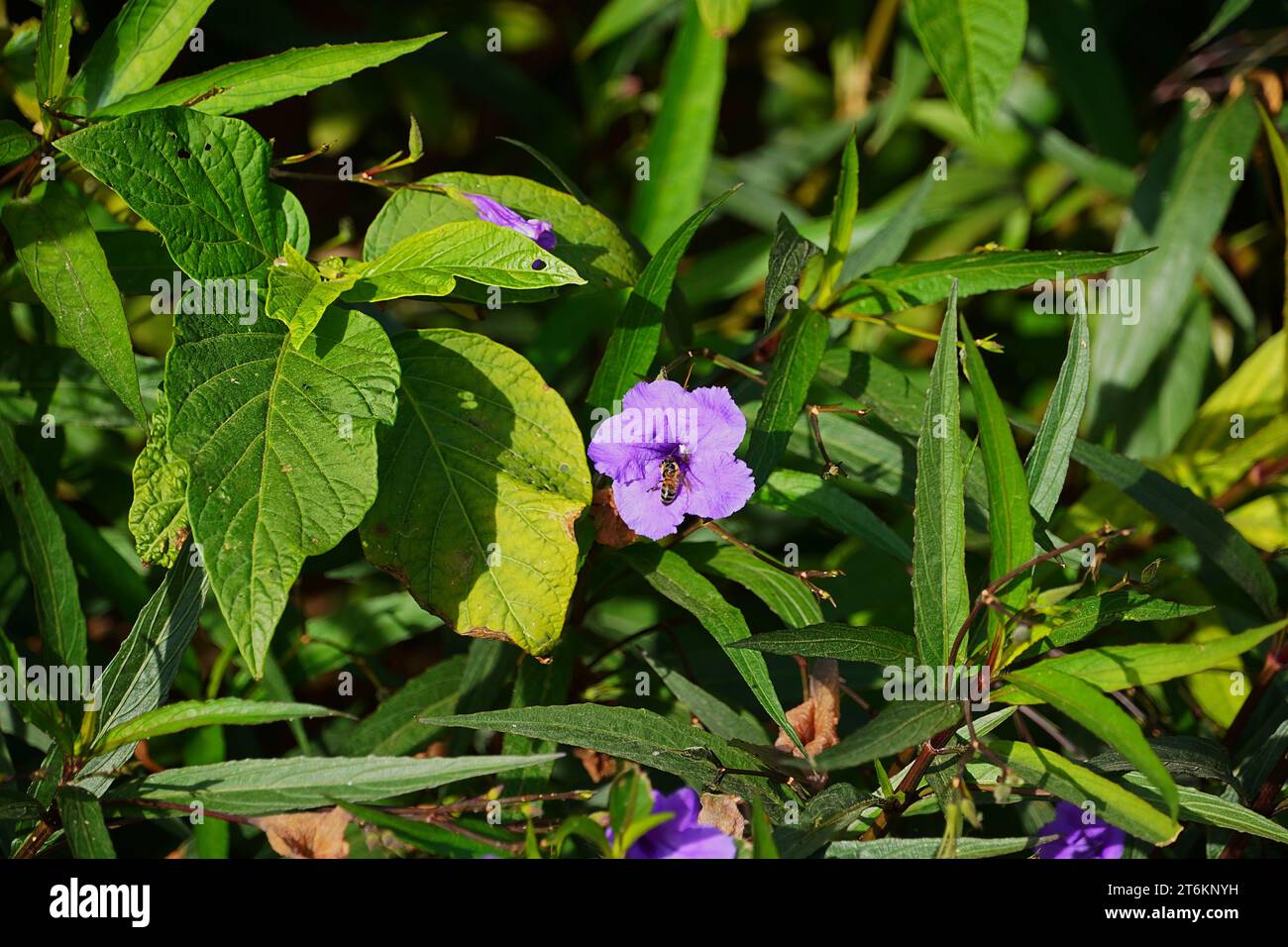 Eine Honigbiene auf einer mexikanischen Petunie oder Blauglocke oder Ruellia simplex, lila Blume Stockfoto
