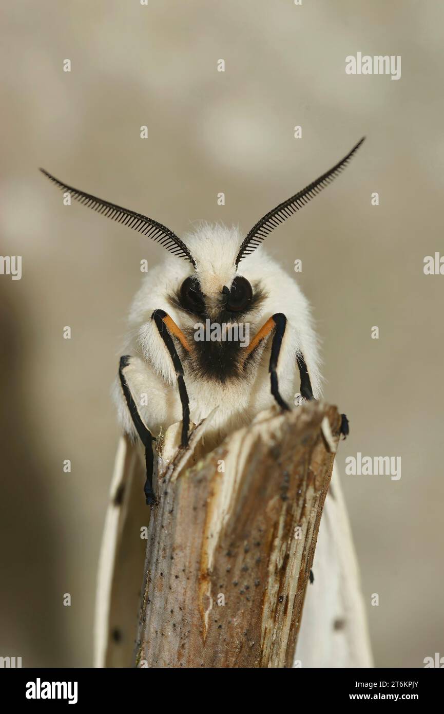 Natürliche vertikale Gesichtsnaht auf einer weißen Ermin-Tussock-Motte, Spilosoma ölucipeda, sitzend auf einem Zweig Stockfoto