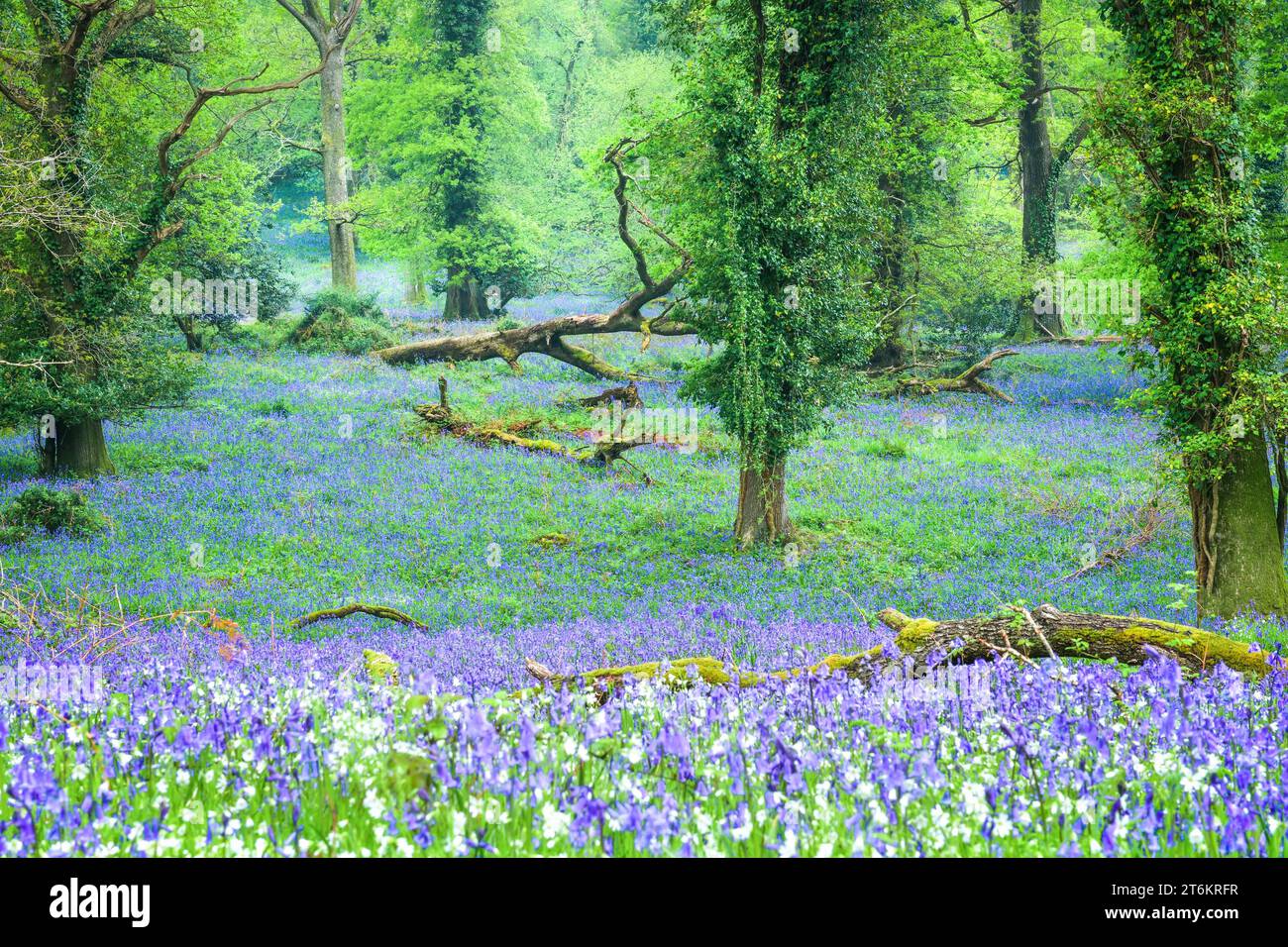 Wunderschöne Blauglocken im alten Wald im Frühling Stockfoto