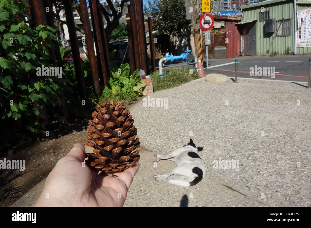 Tannenzapfen in der Hand mit schlafendem Hund Stockfoto