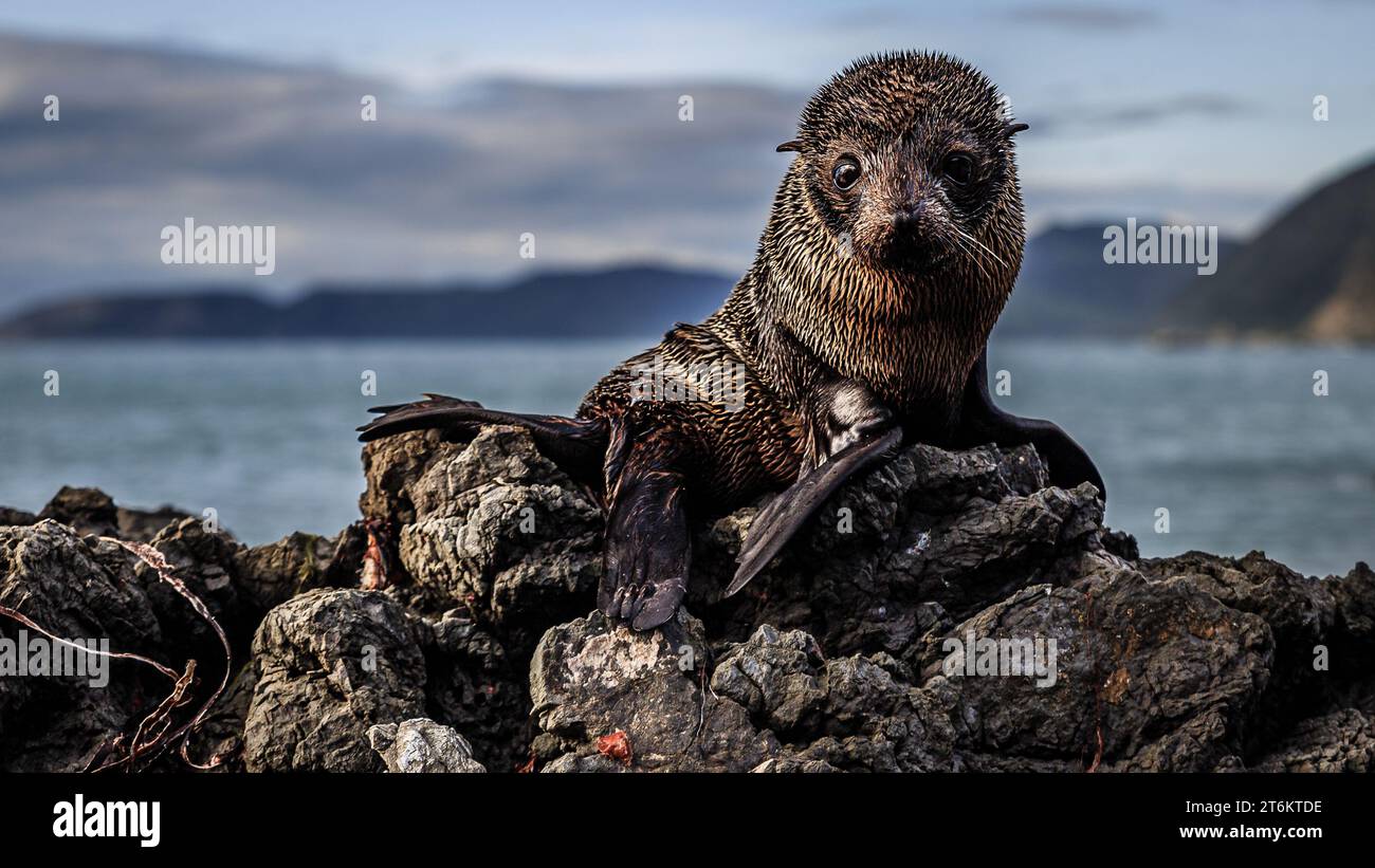 New Zealand Seebär Stockfoto