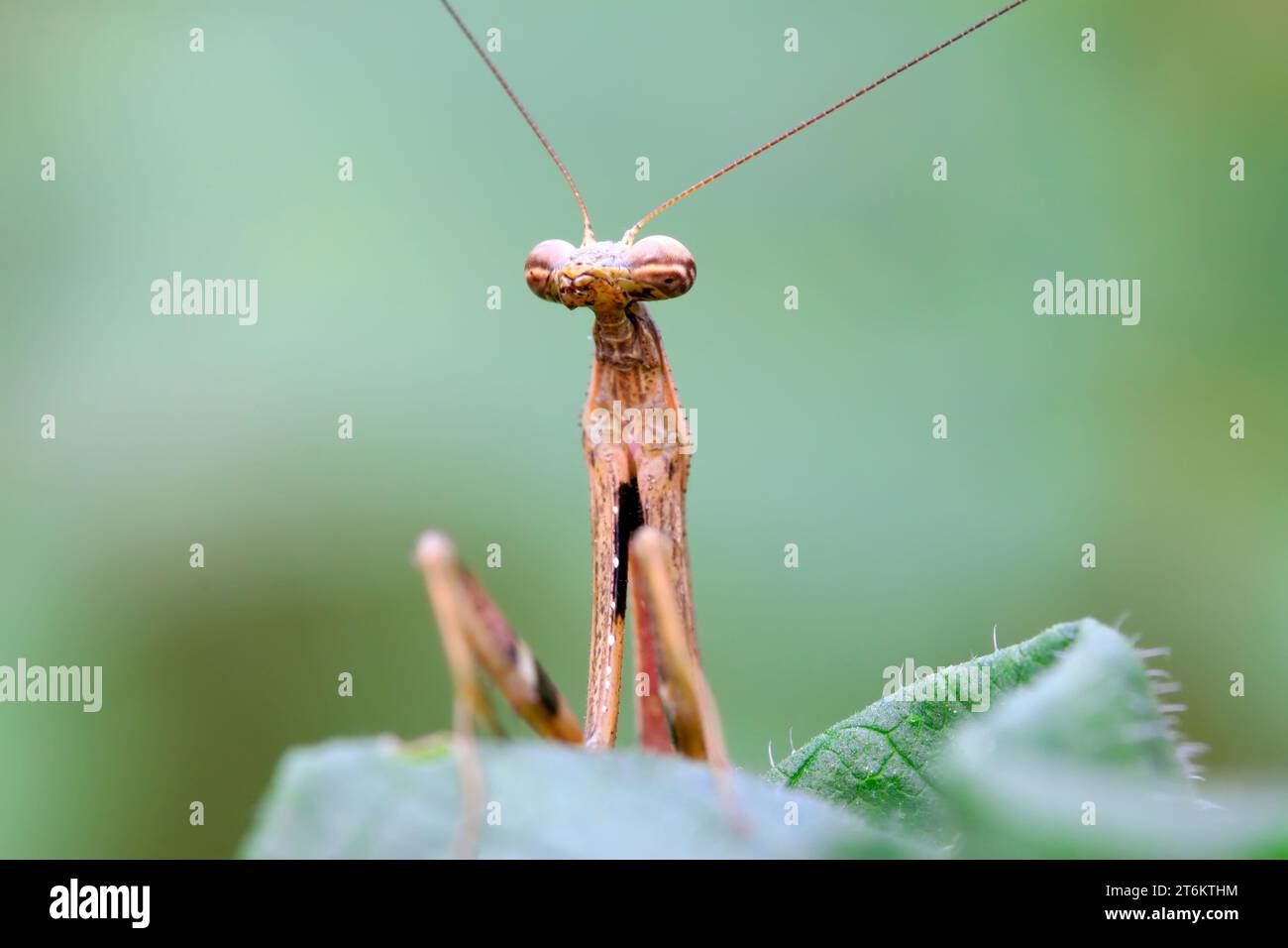 Makrofotografie brauner Mantis-Insekten in china Stockfoto