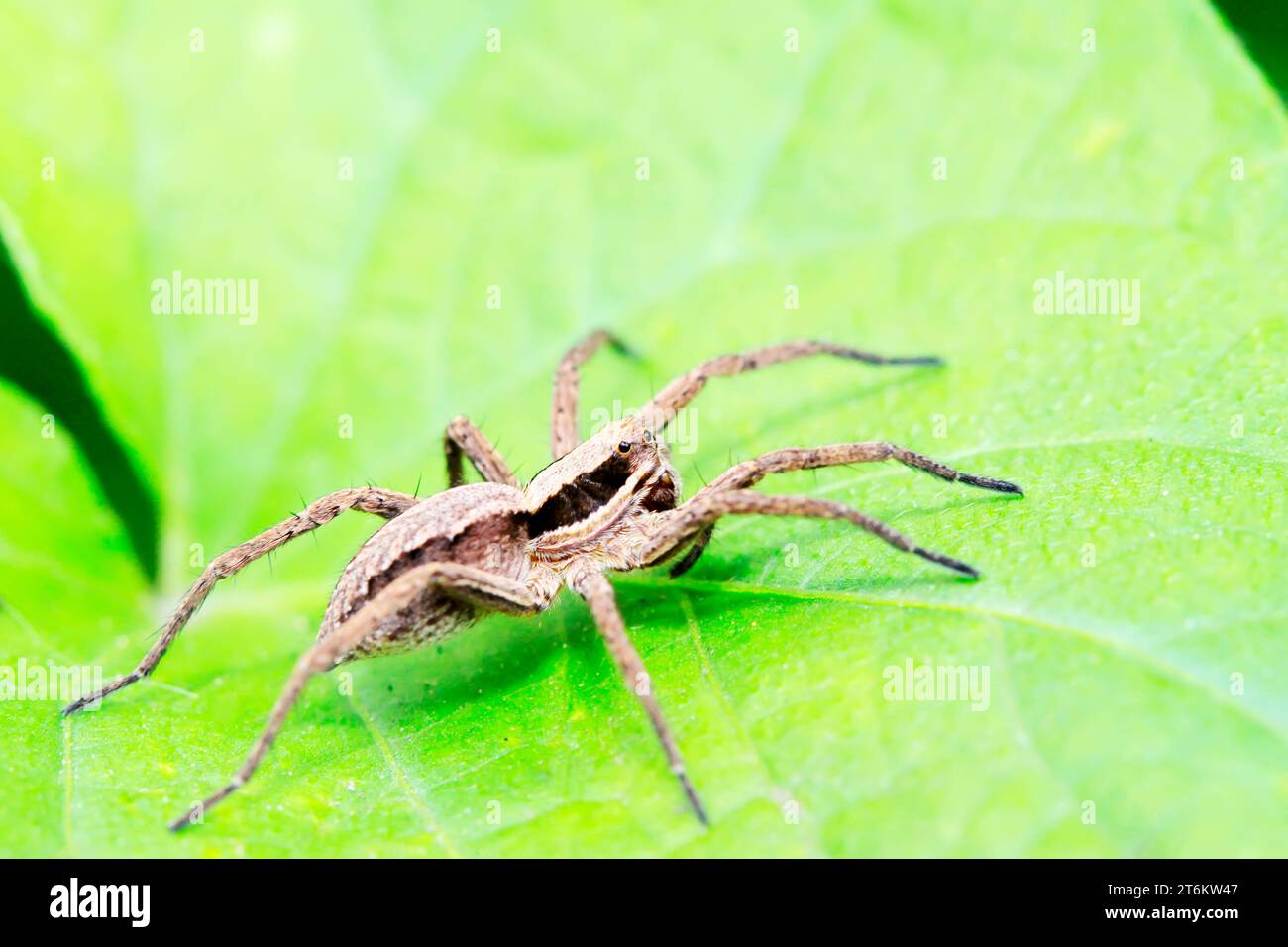 eine Art Tier namens spider Stockfoto