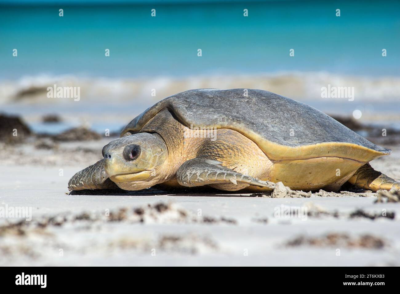 Eine weibliche Flatback-Schildkröte, Natator depressus, kriecht einen abgelegenen Strand hinauf, um ihre Eier über der Flut zu legen. Stockfoto