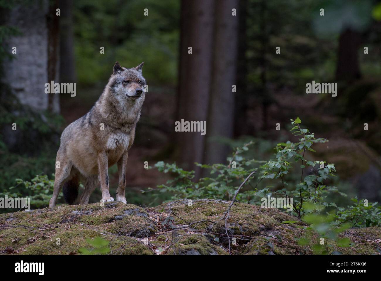 Wolf steht auf dem Felsen im Nationalpark Bayerischer Wald Stockfoto