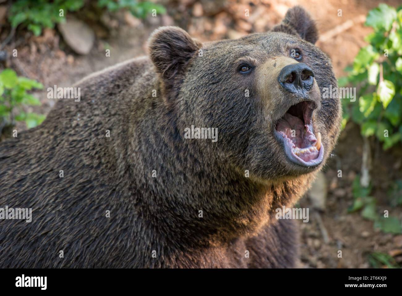 Braunbärenporträt im Nationalpark Bayerischer Wald Stockfoto