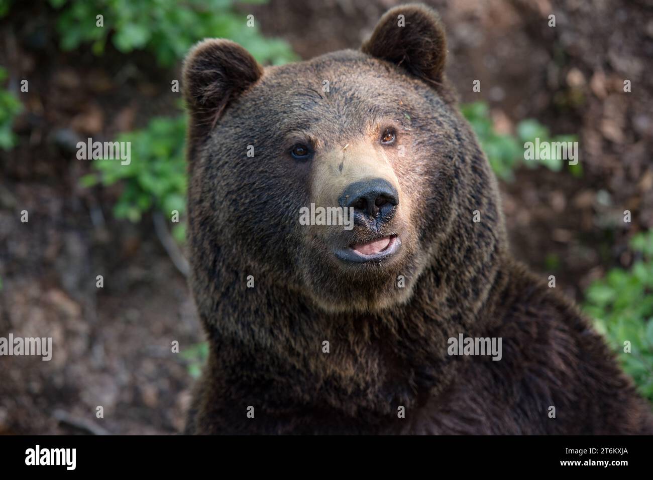 Braunbärenporträt im Nationalpark Bayerischer Wald Stockfoto