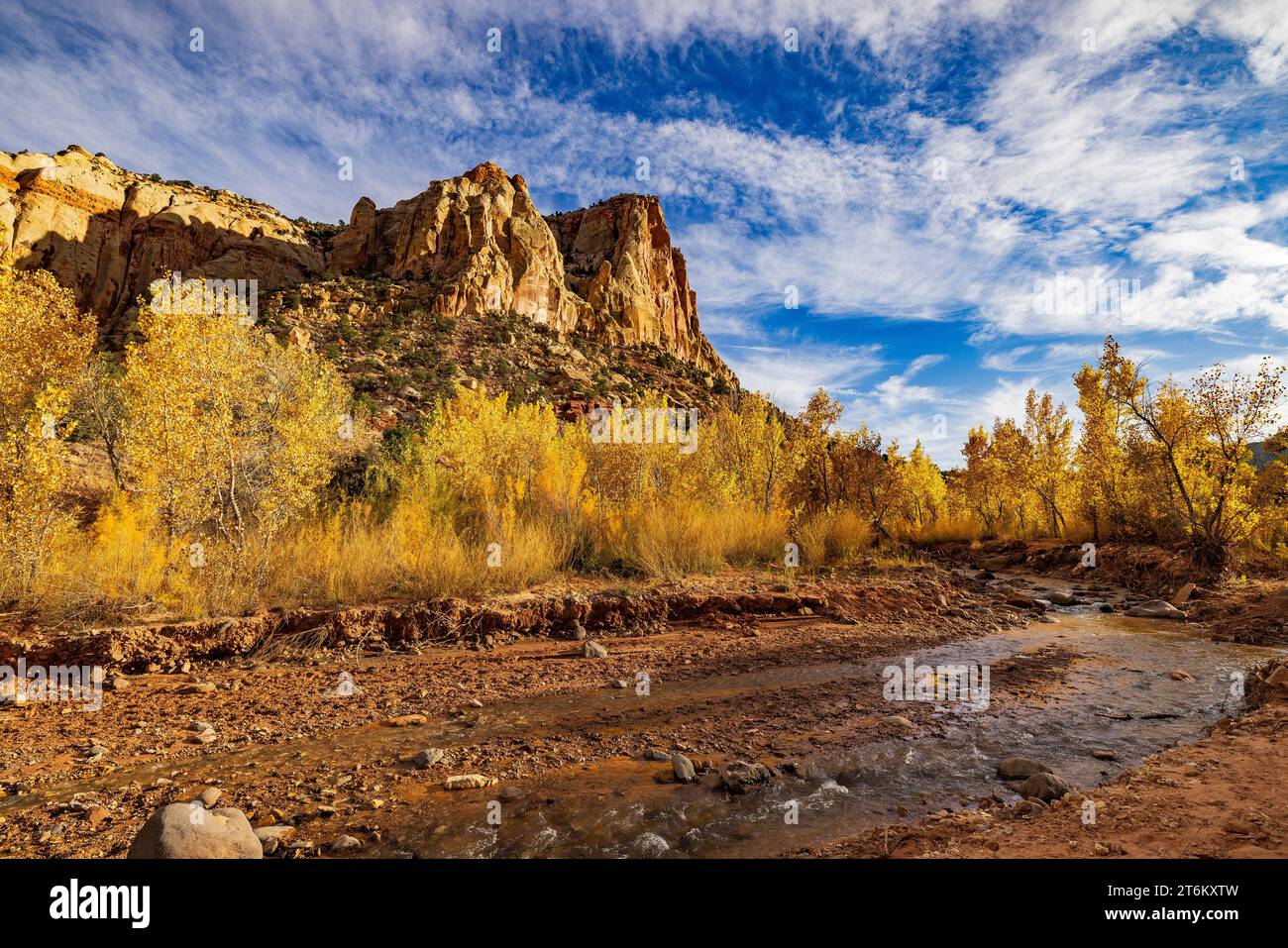 Dies ist ein Blick auf die roten Felsklippen und die Herbstfarben auf den Bäumen entlang Pleasant Creek in der Gegend von Capitol Reef NP, Utah, USA. Stockfoto