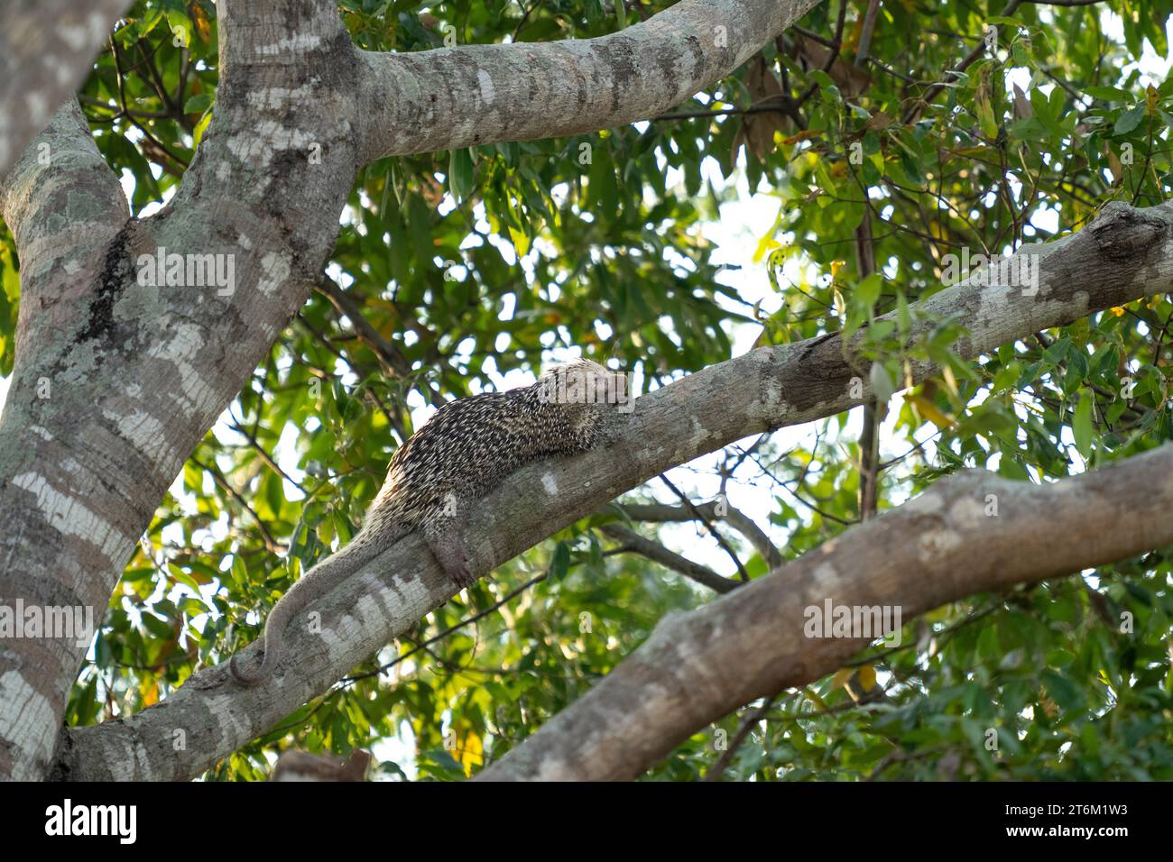 Brasilianisches Stachelschwein auf Baum in brasilianischem Pantanal (CTK Photo/Ondrej Zaruba) Stockfoto