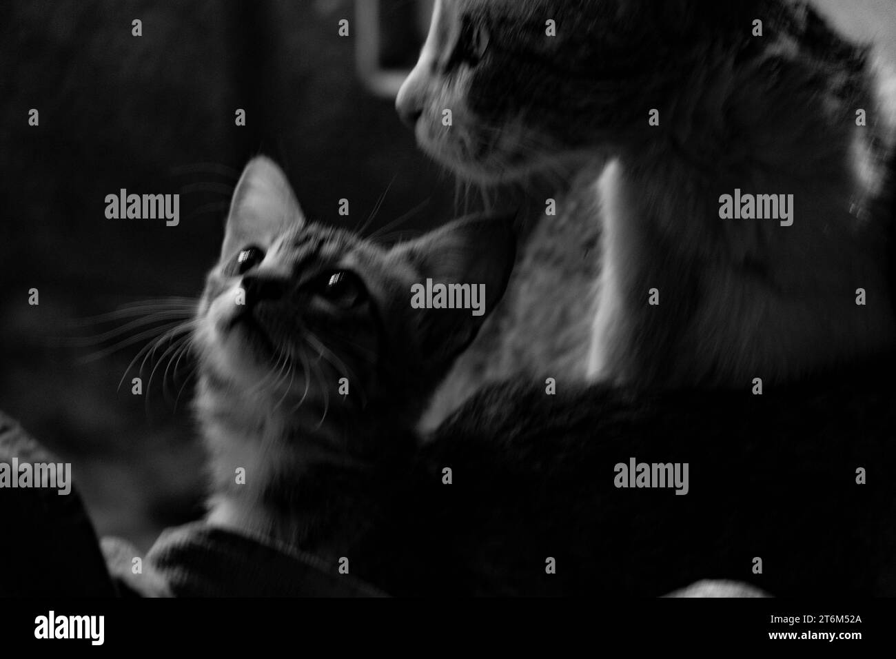 Porträt einer Katze. Stockfoto