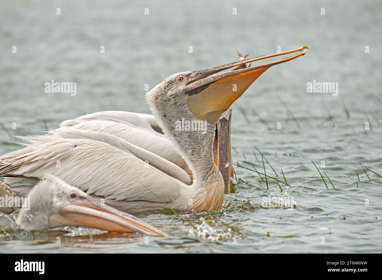 Dalmatinischer Pelikan (Pelecanus crispus) isst Fisch im Lake Manyas. Jagen Dalmatinischer Pelikan. Dalmatinische Pelikanfütterung. Stockfoto