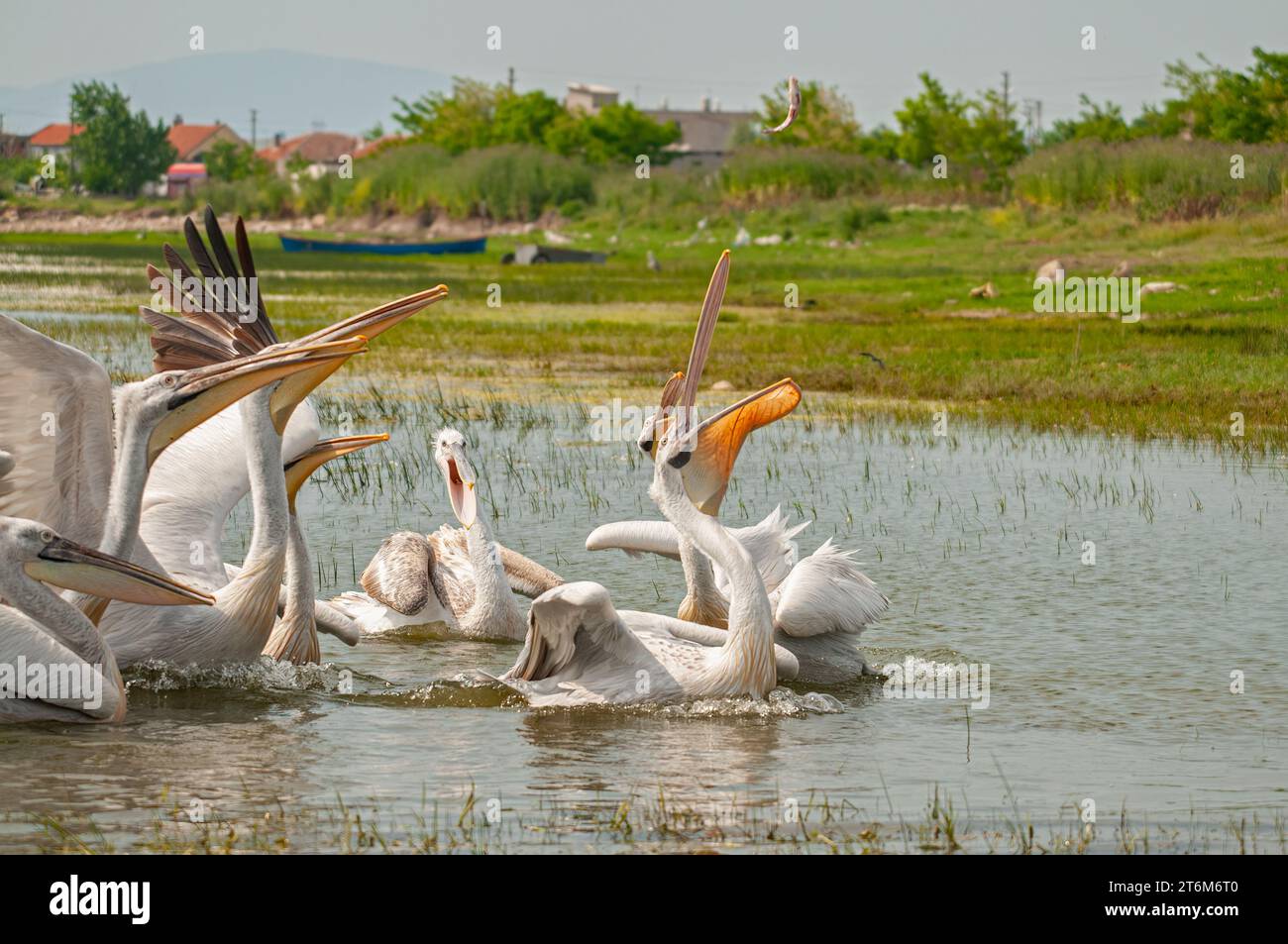 Der dalmatinische Pelikan (Pelecanus crispus) isst Fische, die von Fischern im Manyassee geworfen werden. Jagen Dalmatinischer Pelikan. Dalmatinische Pelikanfütterung. Stockfoto