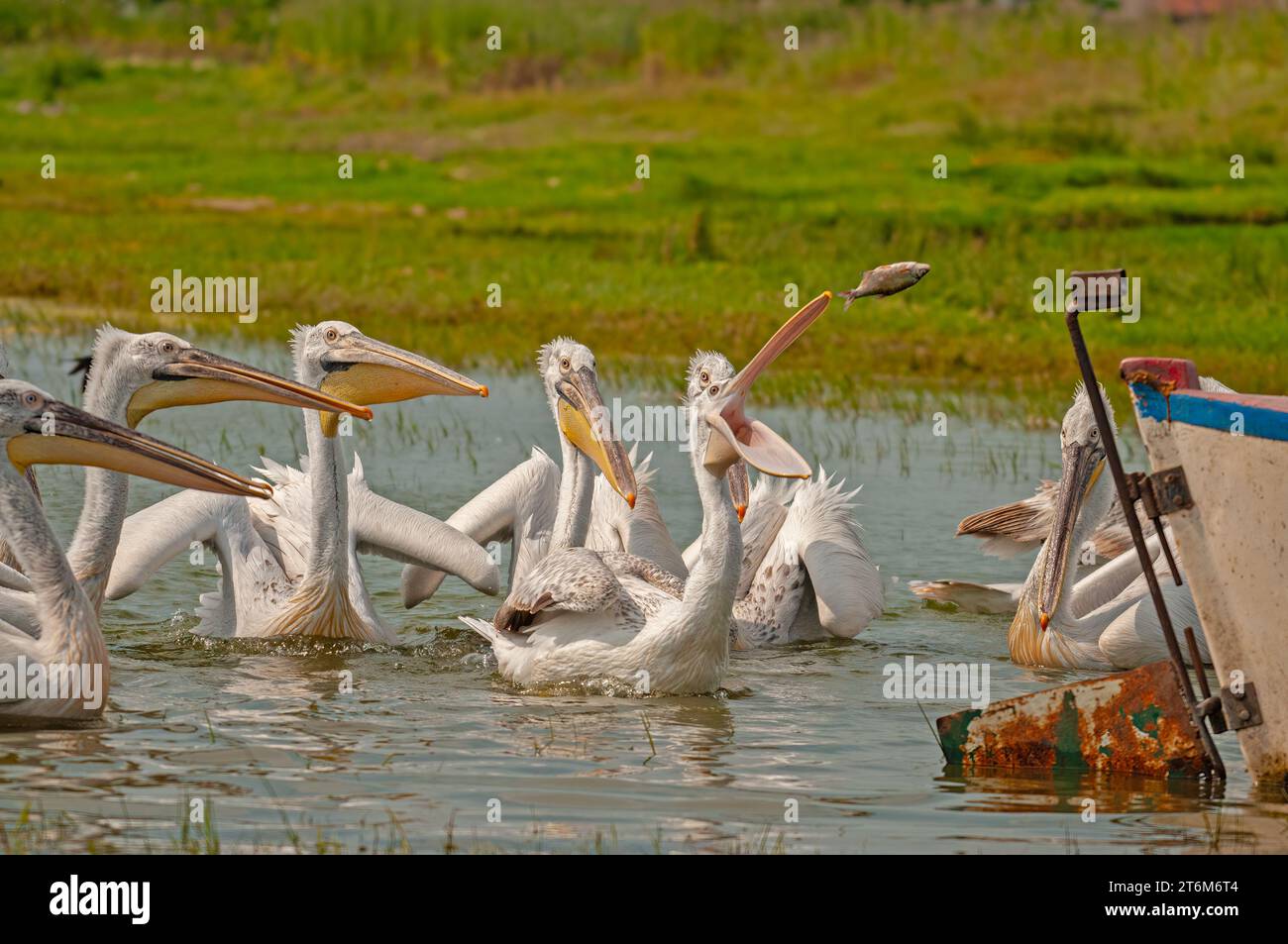 Der dalmatinische Pelikan (Pelecanus crispus) isst Fische, die von Fischern im Manyassee geworfen werden. Jagen Dalmatinischer Pelikan. Dalmatinische Pelikanfütterung. Stockfoto