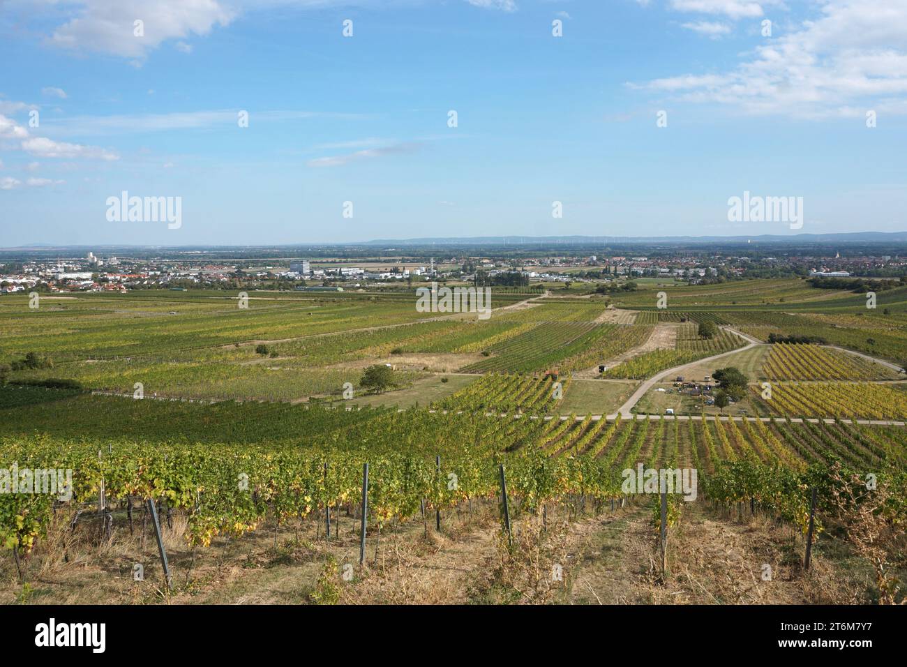 Blick von den Weinbergen nach Guntramsdorf Stockfoto