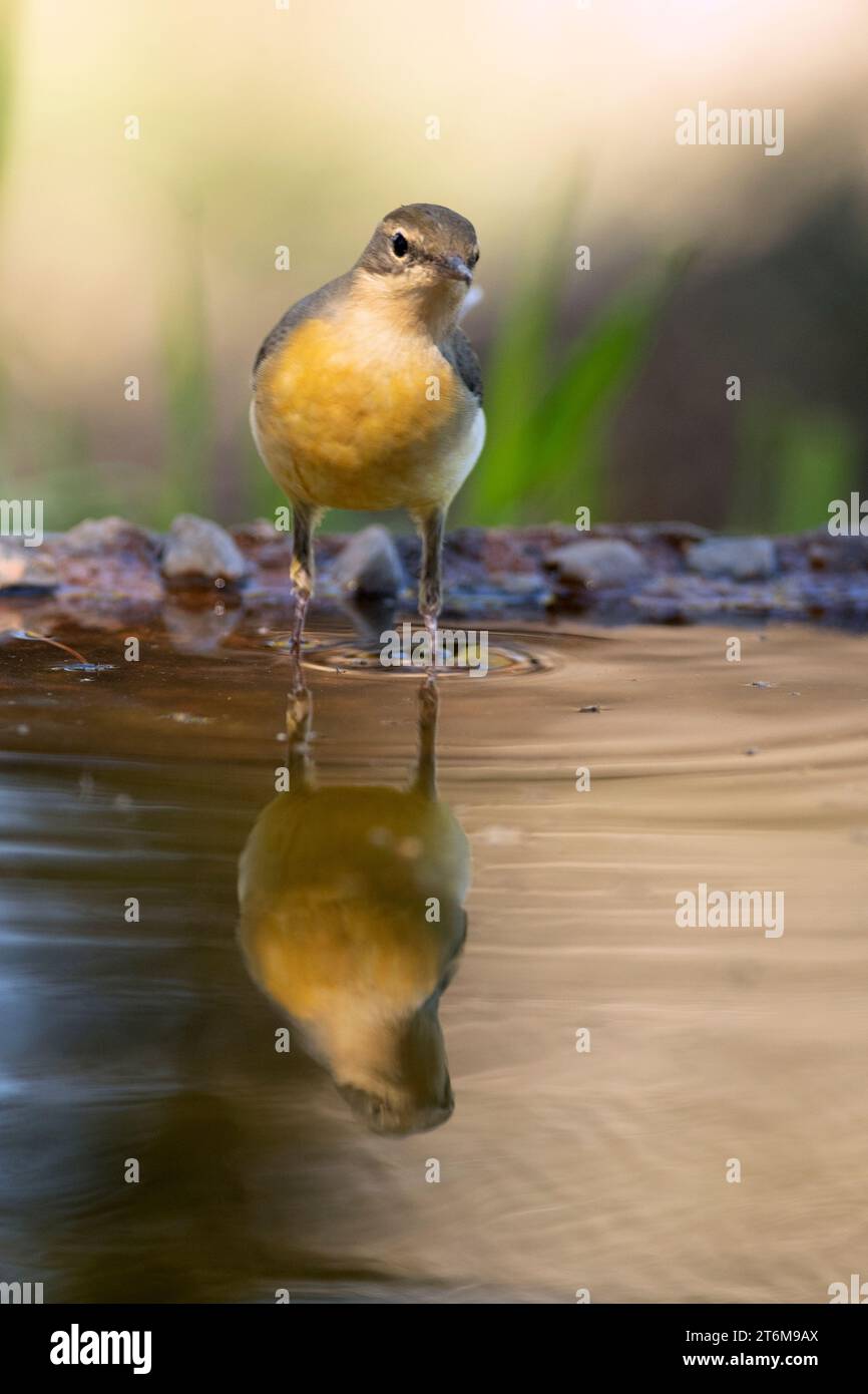 Junge graue Bachstelze an einem Wasserpunkt im ersten Licht eines Herbsttages in einem Eichenwald Stockfoto