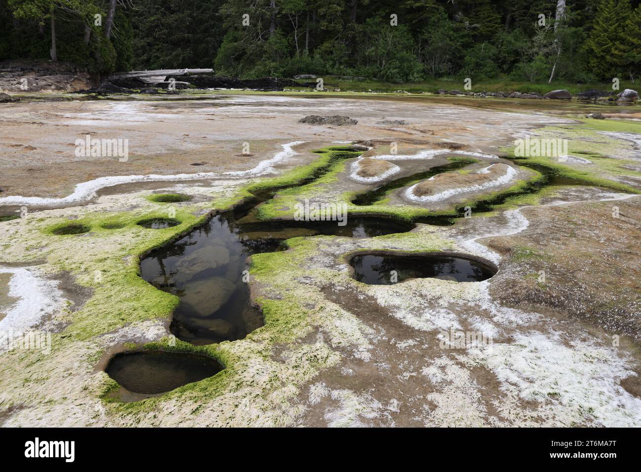 Botanical Beach Provincial Park Vancouver Island Kanada Stockfoto