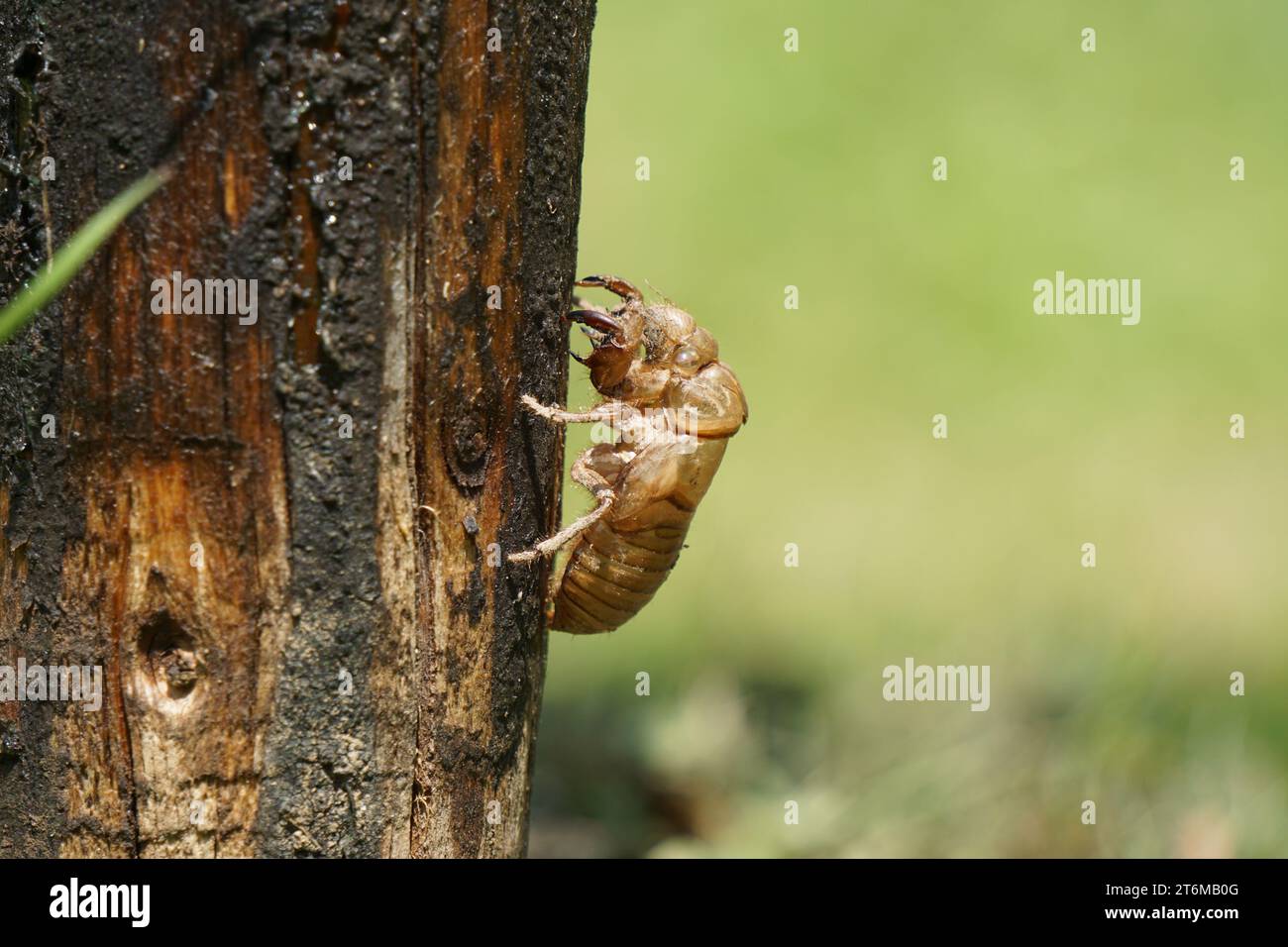 Hauthülle von Sing cicada auf Baumstamm Stockfoto