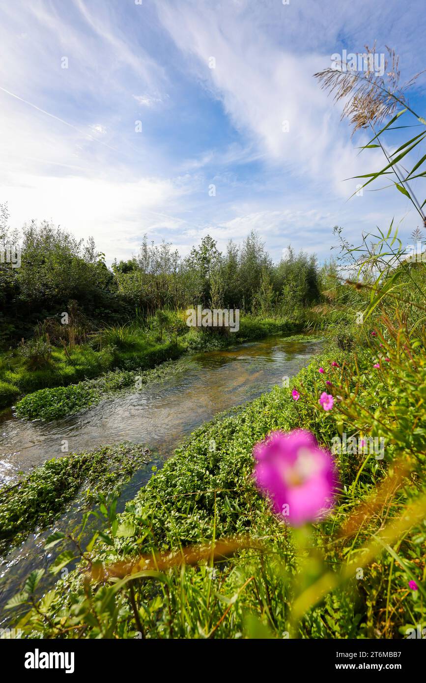 Bottrop-Gladbeck, Nordrhein-Westfalen, Deutschland - das renaturierte Boye, der Nebenfluss der Emscher, wurde in einen naturnahen Wasserlauf verwandelt. Stockfoto