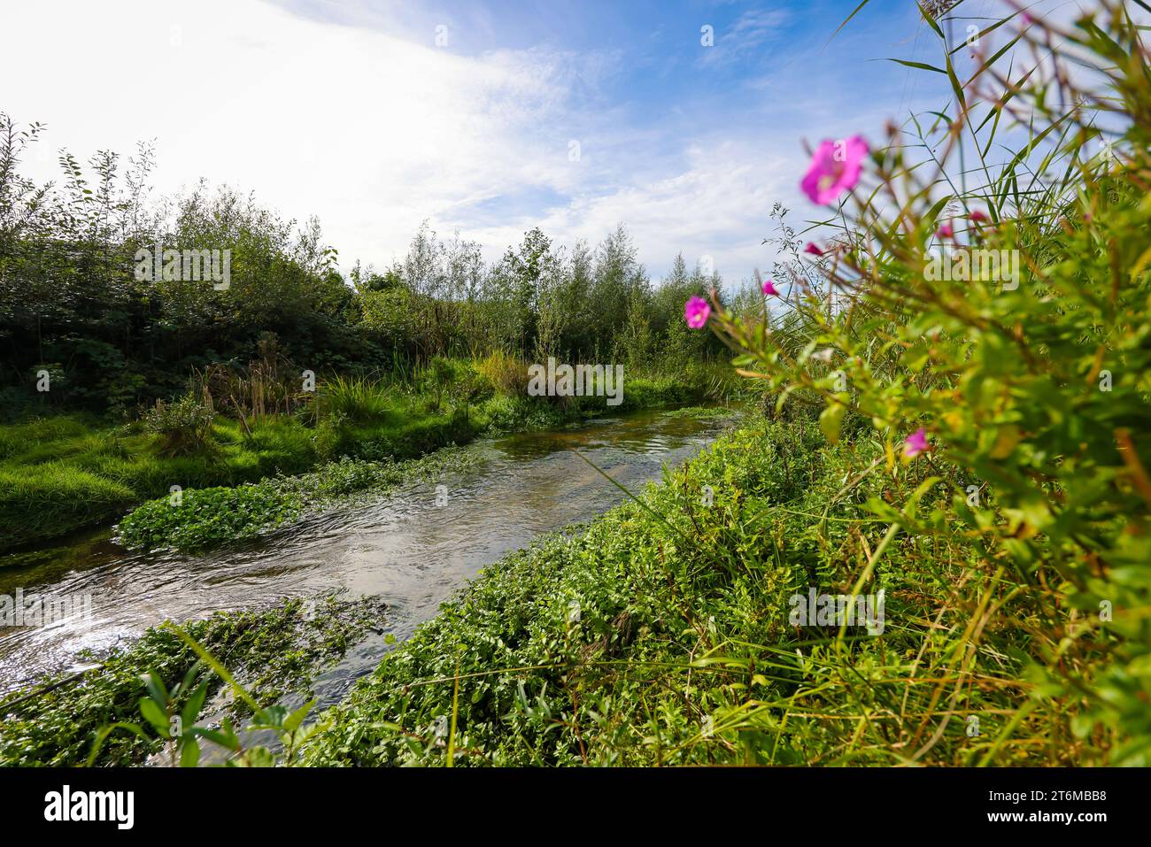 Bottrop-Gladbeck, Nordrhein-Westfalen, Deutschland - das renaturierte Boye, der Nebenfluss der Emscher, wurde in einen naturnahen Wasserlauf verwandelt. Stockfoto