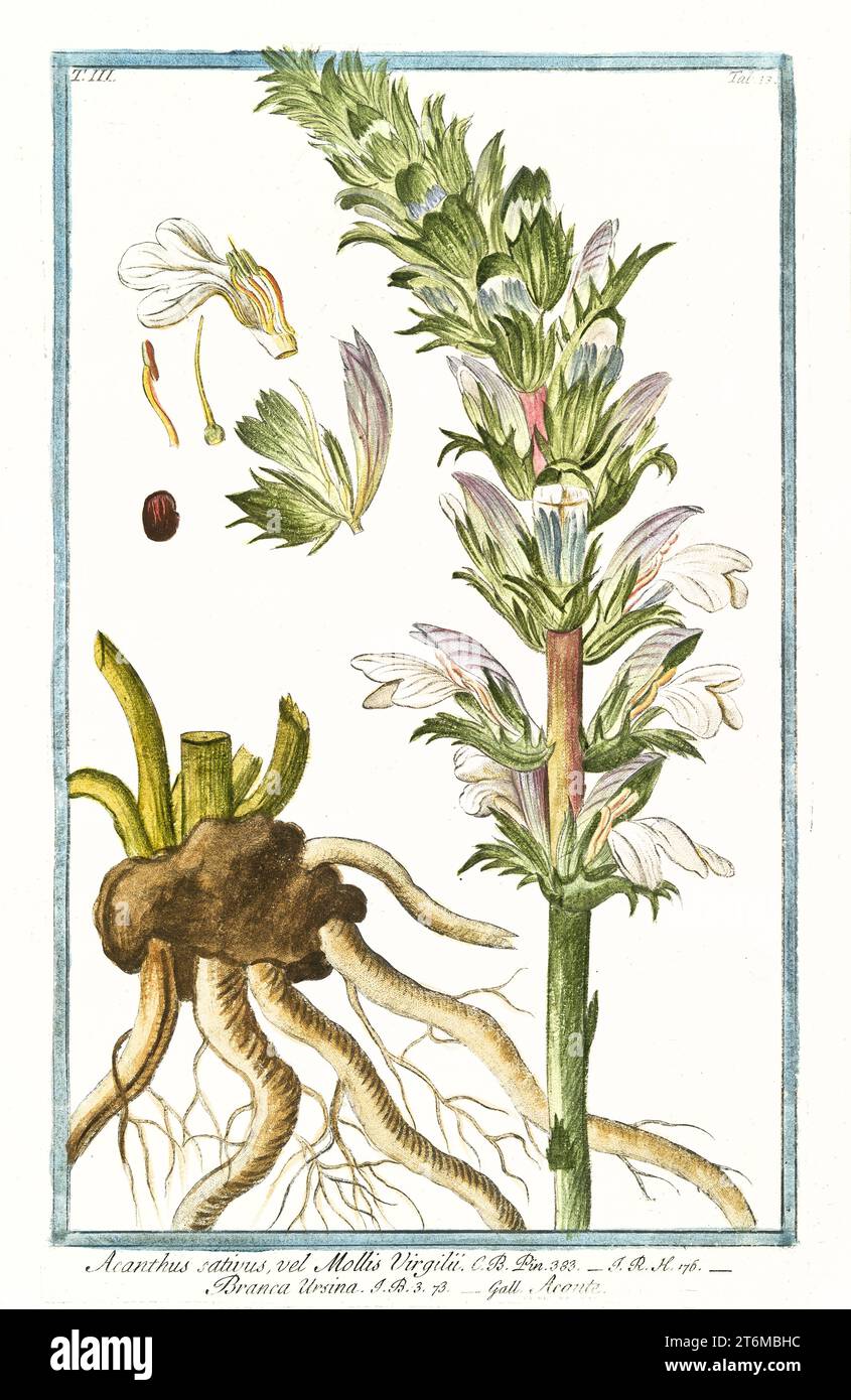 Alte Illustration der Acanthus mollis (Bärenreife). Von G. Bonelli über Hortus Romanus, publ. N. Martelli, Rom, 1772–93 Stockfoto