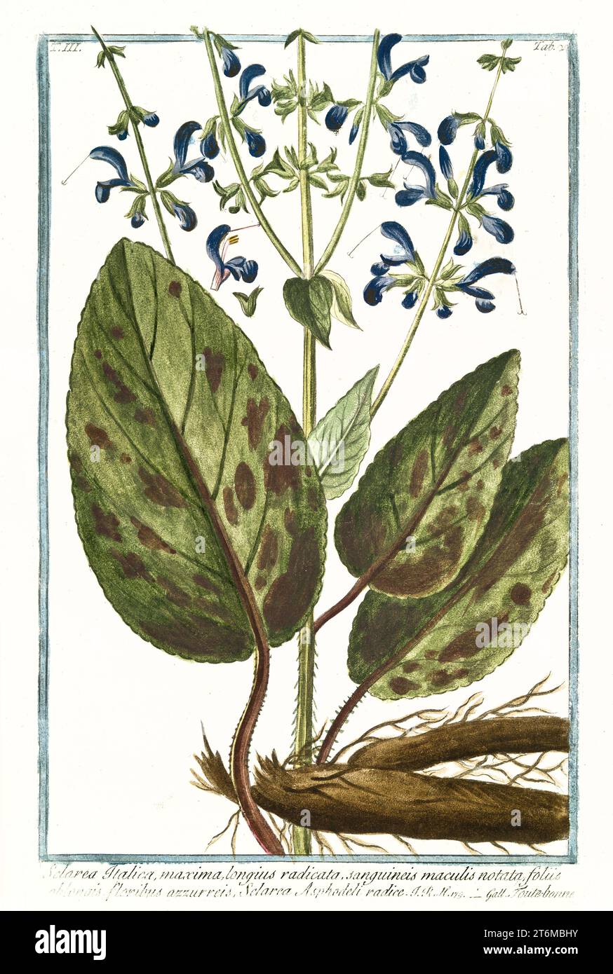 Alte Illustration der Salvia sclarea (Clary Salbei). Von G. Bonelli über Hortus Romanus, publ. N. Martelli, Rom, 1772–93 Stockfoto
