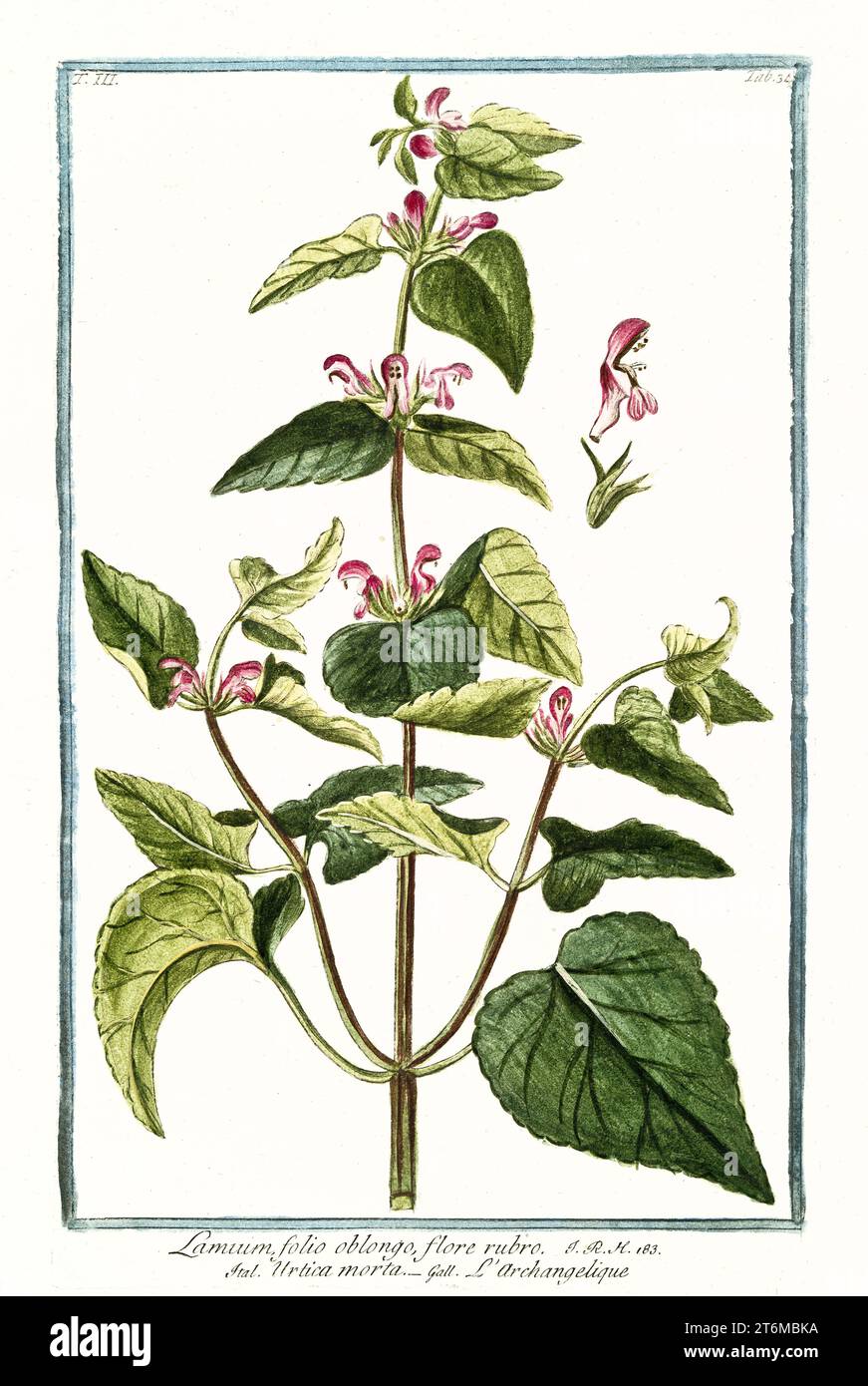 Alte Illustration von Lamium purpureum (Rote Totnessel). Von G. Bonelli über Hortus Romanus, publ. N. Martelli, Rom, 1772–93 Stockfoto