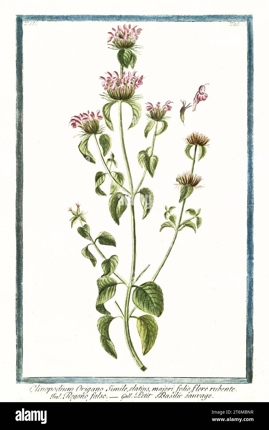 Alte Illustration von Clinopodium vulgare (Wildes Basilikum). Von G. Bonelli über Hortus Romanus, publ. N. Martelli, Rom, 1772–93 Stockfoto