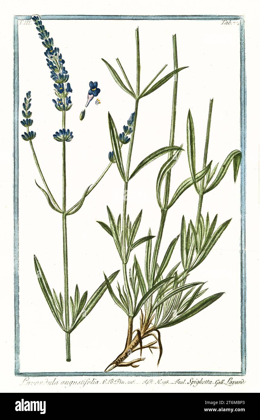 Alte Illustration von Lavandula angustifolia (echter Lavander). Von G. Bonelli über Hortus Romanus, publ. N. Martelli, Rom, 1772–93 Stockfoto