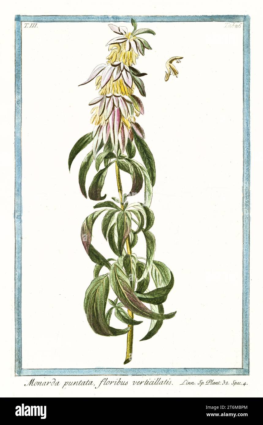 Reiter (Monarda punctata), vertikaler handkolorierter botanischer Stich, hoher Blütenstachel mit wirbelnden Blüten, Rom 1772–93 Stockfoto